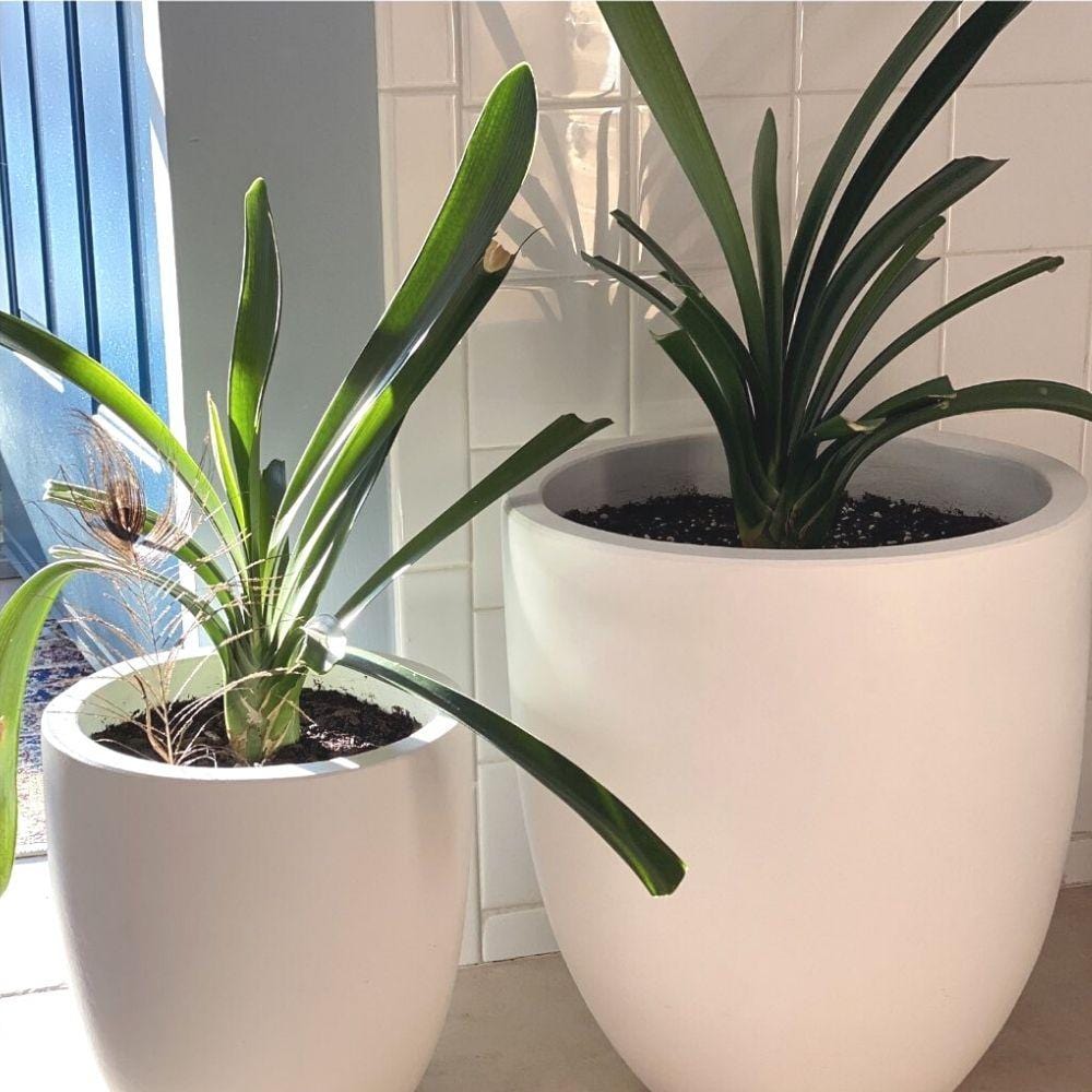 Yelapa Cement Planter (Multiple Sizes)