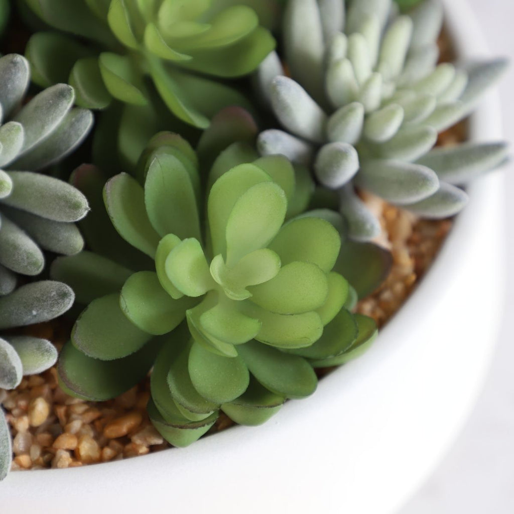 Eva Artificial Succulent Arrangement in Low White Pot