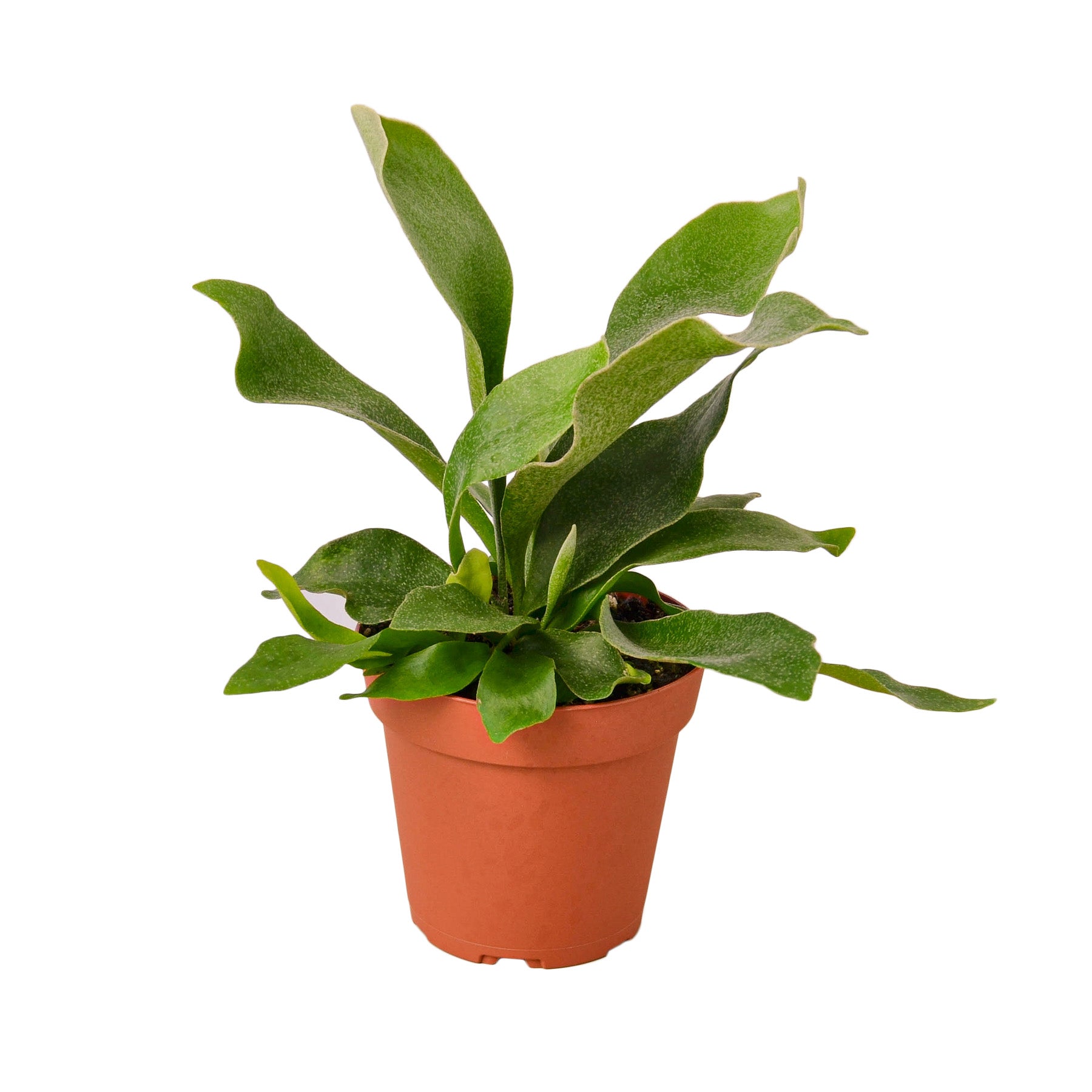 Staghorn Fern House Plant Dropship