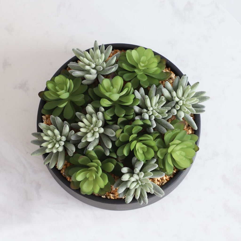 Kae Artificial Succulent Arrangement in Low Black Pot