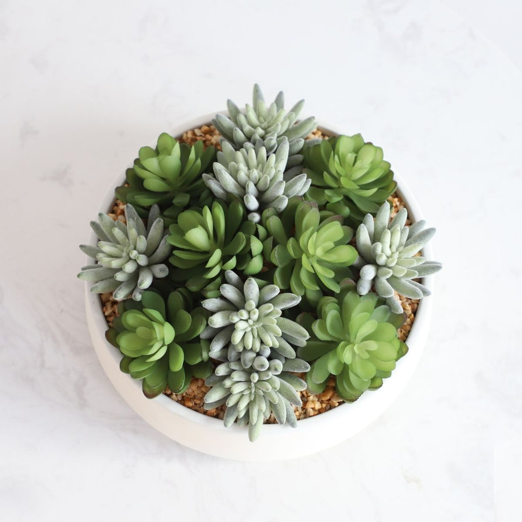 Eva Artificial Succulent Arrangement in Low White Pot