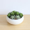 Zed Faux Succulent Arrangement in Low White Pot 7.1"