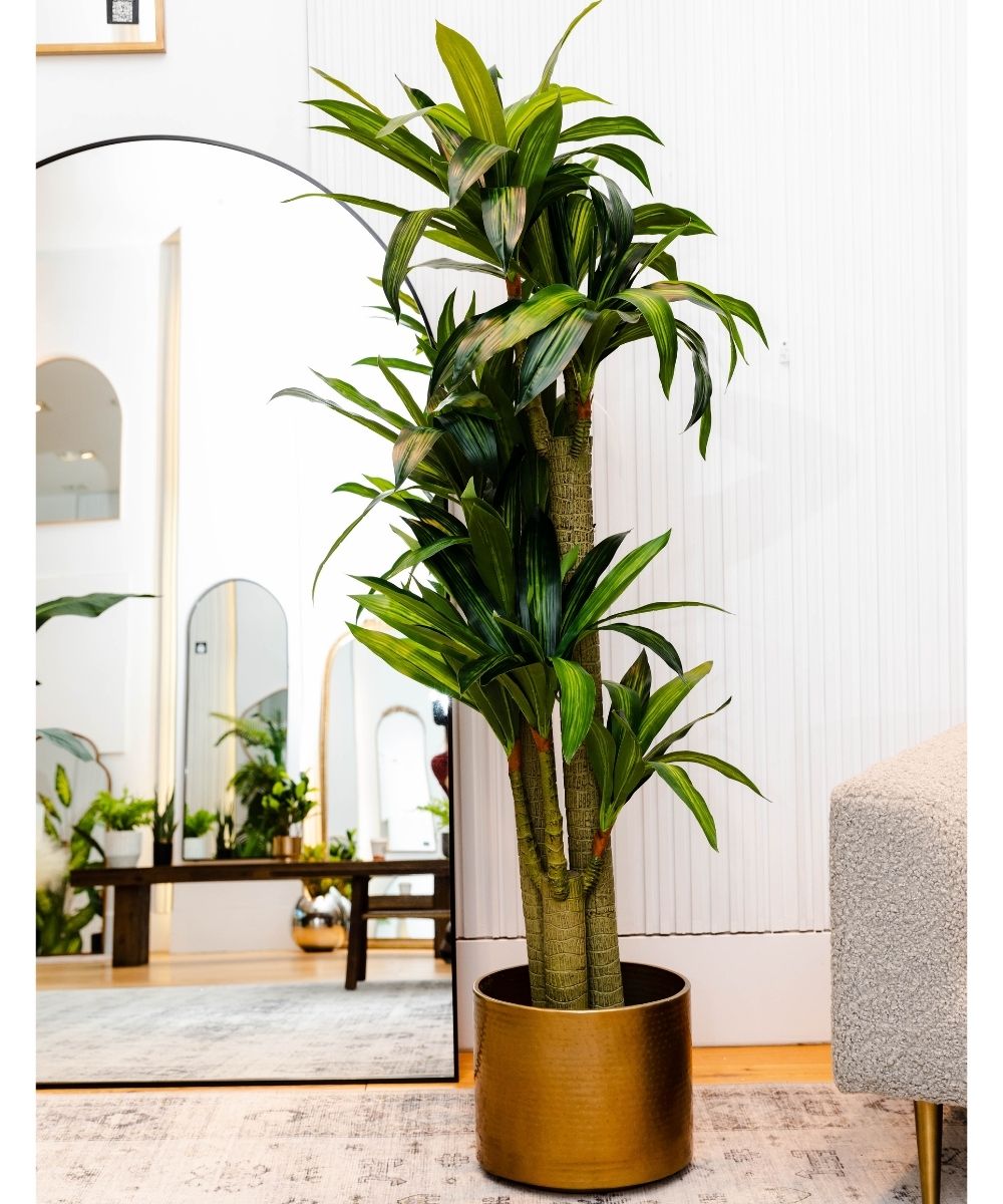 Dana Artificial Draecena Tree Potted Plant (Multiple Sizes)