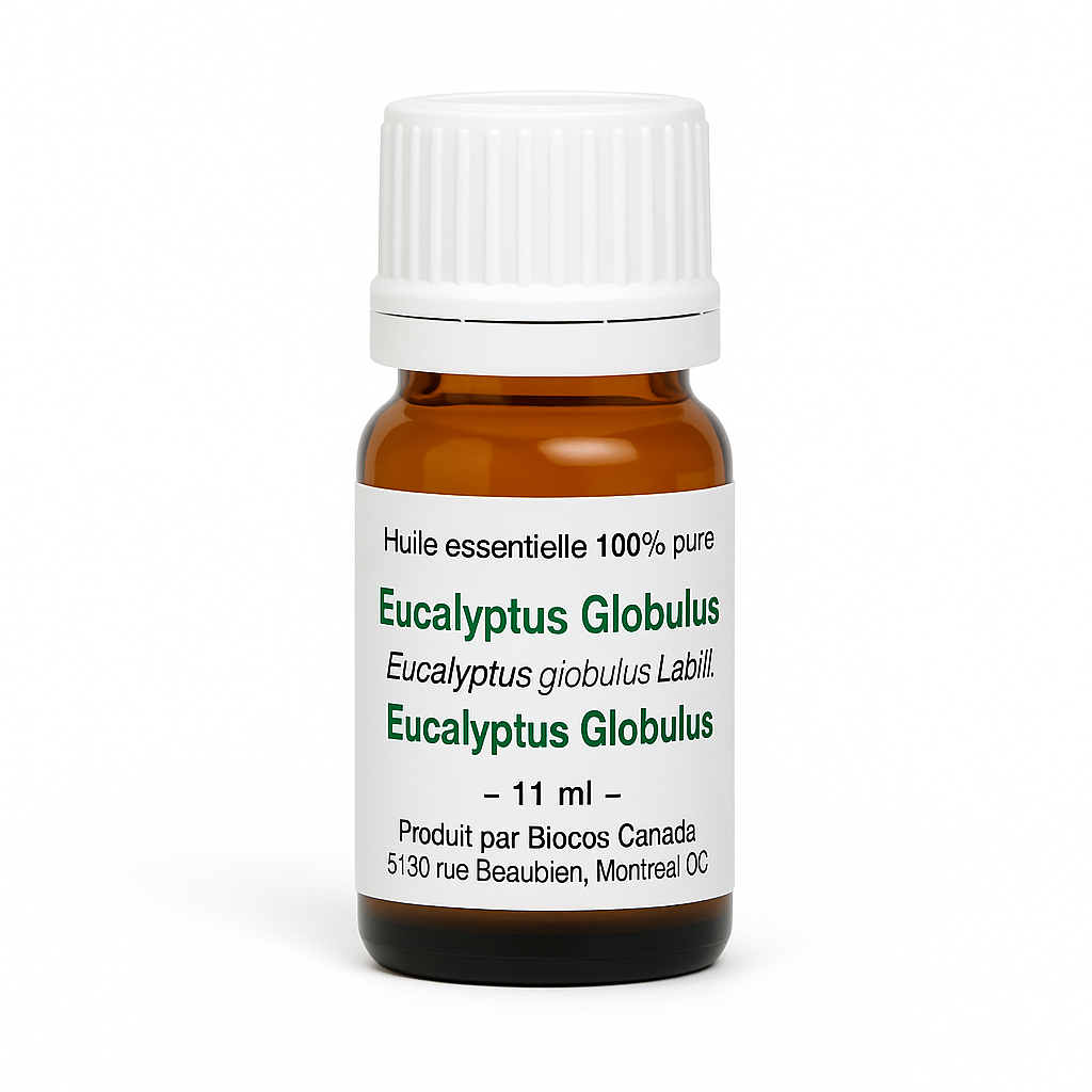 Eukalyptus globulus