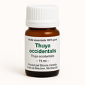 Thuya occidental