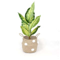Bomba - Seagrass Basket With White Pompoms