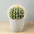 Coco Artificial Cactus Potted Plant 11"
