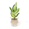 Costa - Seagrass Basket With White Net Pattern