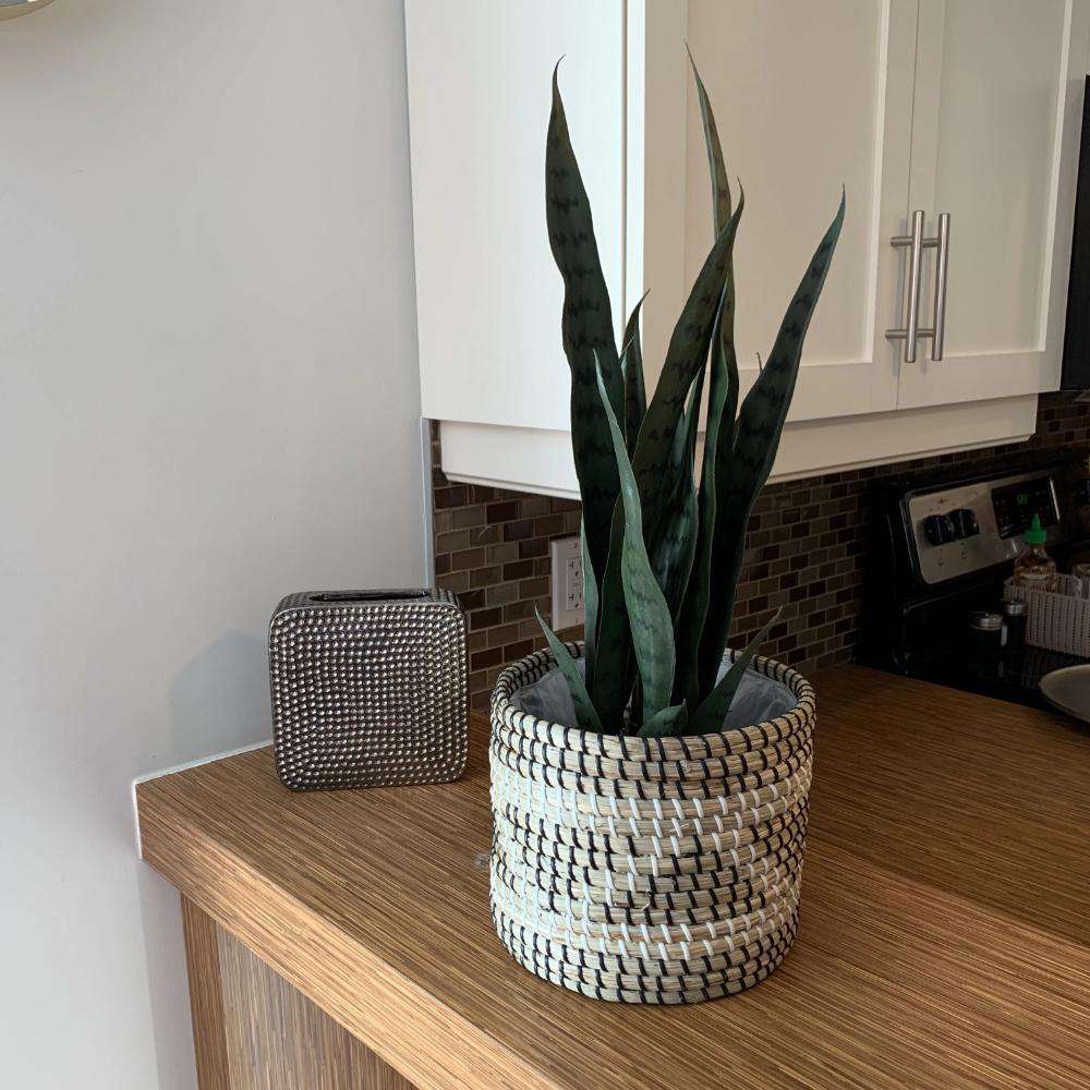 Dezi Artificial Snake Sansevieria Dark Green Potted Plant 21''
