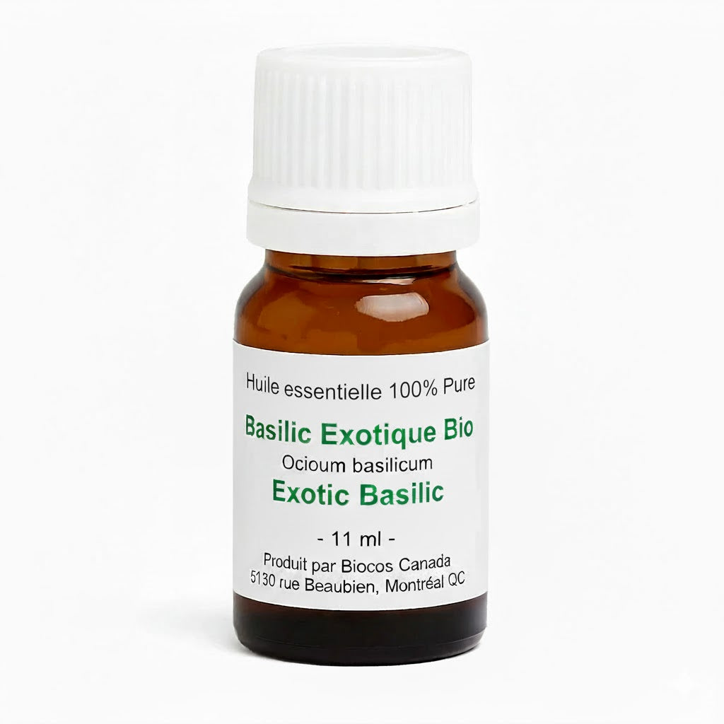 Basilic exotique bio