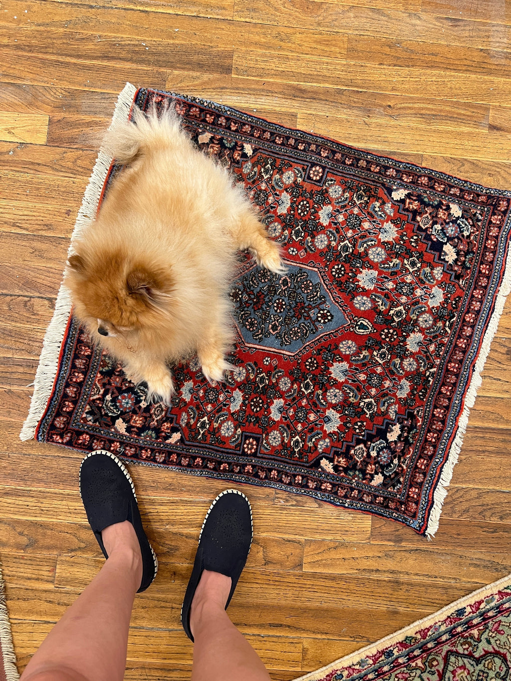 Persian Bijar Rug | 2' 4" x 2' 6"