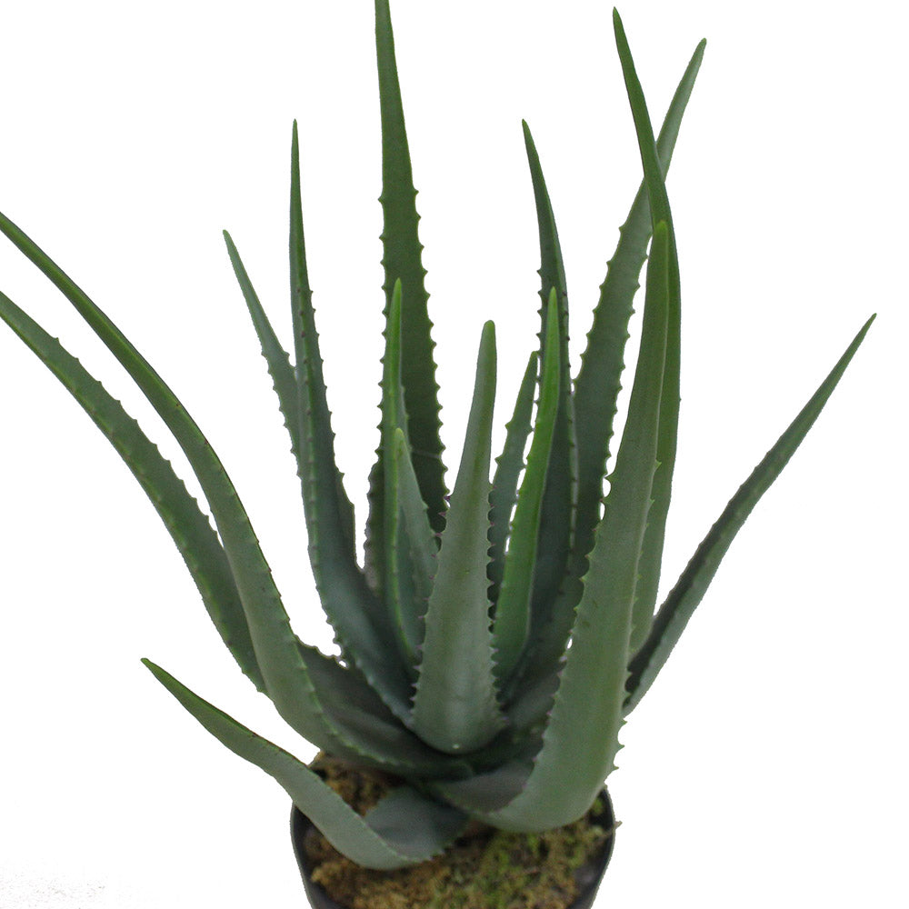 Guamo Artificial Aloe Vera Potted Plant (Multiple Sizes)