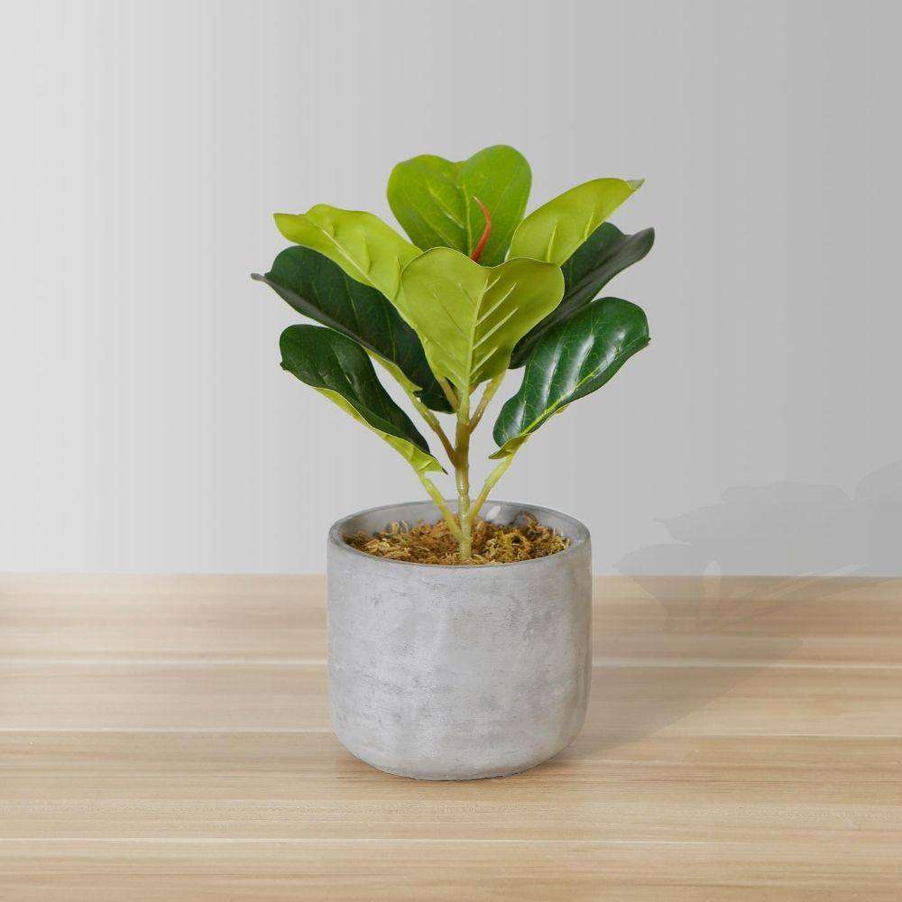 Panuco Potted Faux Fiddle Plant