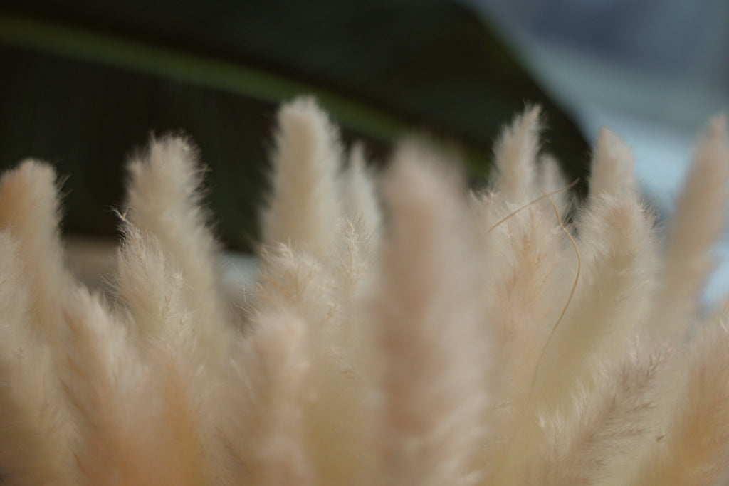 Beige Pampas Bouquet 26'' (Set Of 30)